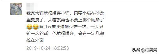 如何整治猫咪乱拉屎,怎么解决猫咪乱拉大小便