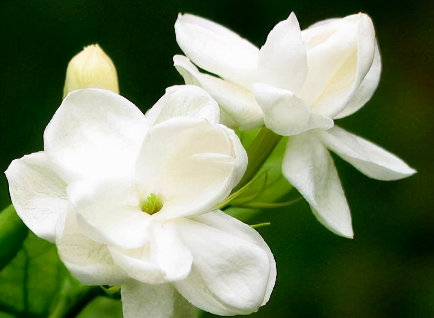 常见花卉养殖总汇,各种花卉植物养殖方法??