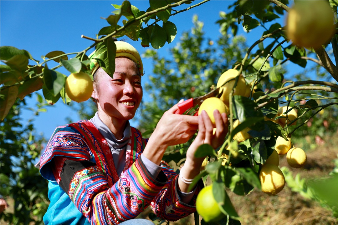 罗平柠檬基地,云南罗平柠檬种植基地