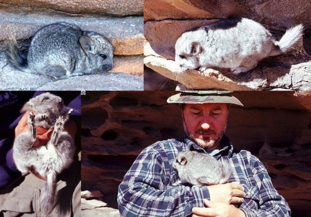 龙猫是不是老鼠的一类,龙猫到底是不是老鼠