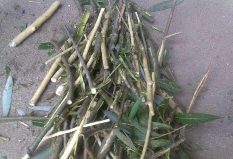 扦插月季花生根剂浸几小时,刚扦插的植物能浇柳树皮水吗