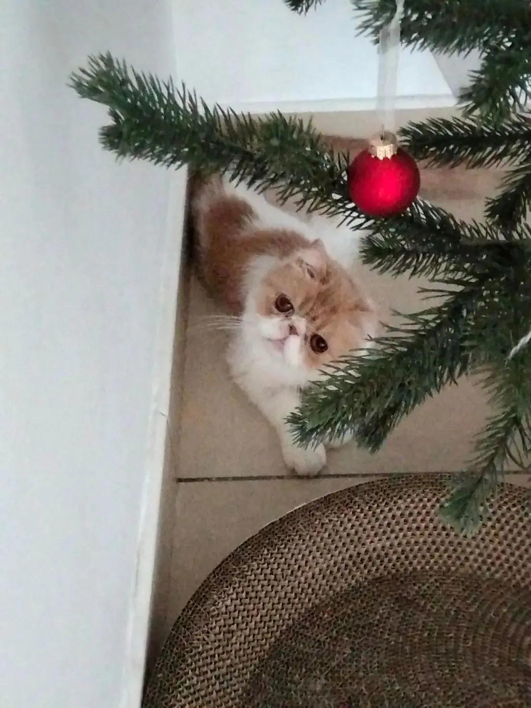 这个小女猫，还有小脾气呢