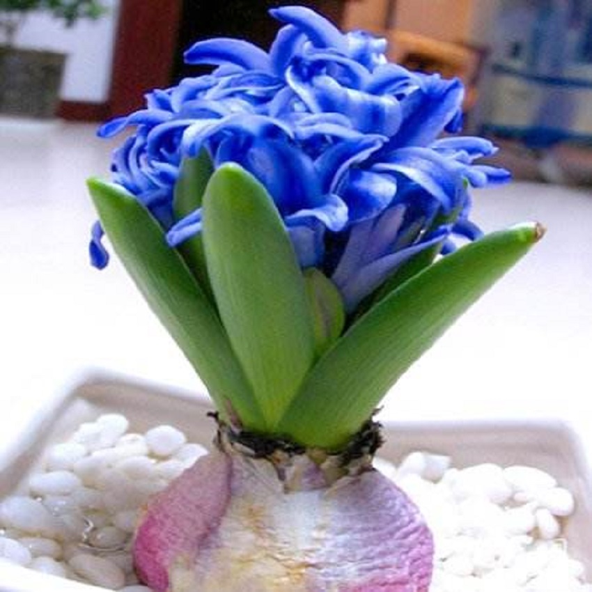 风信子叶子徒长却不开花怎么办,风信子怎样水养才能开花