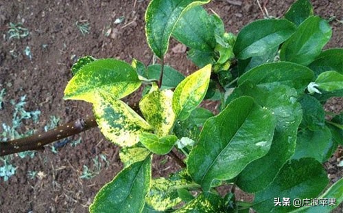 苹果霉心病雨后防治和雨前防治,高温高湿要防苹果早期落叶病