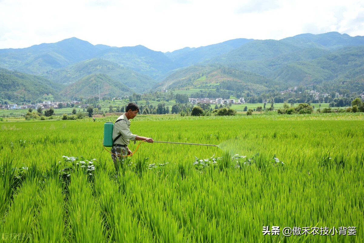 玉米和水稻对锌很敏感，巧施、巧喷、巧用能增产