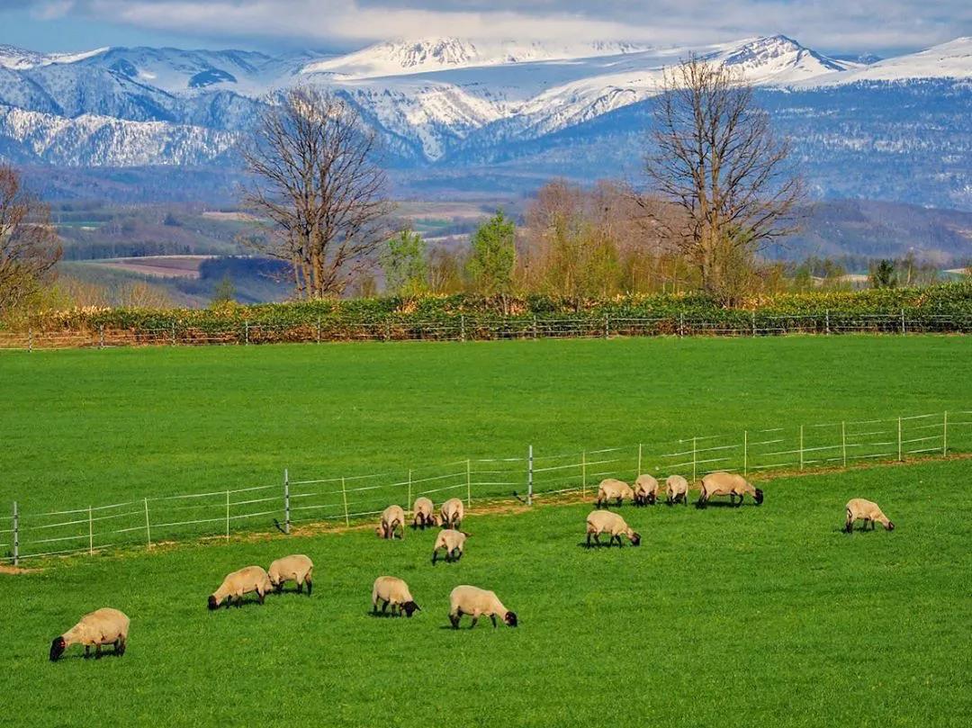 北海道的雪有多美,北海道到底有多吸引人