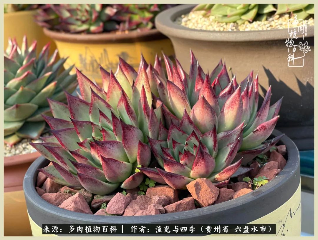 国庆假期你快乐吗?来,凉都美肉与你相伴一一小乌木的霸气东云