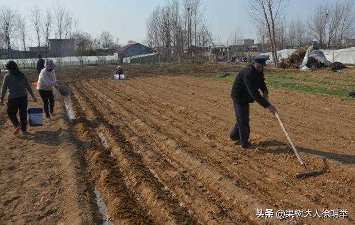 桃树种子播种繁殖的还需要嫁接吗,六月嫁接春季栽的小桃树可以吗