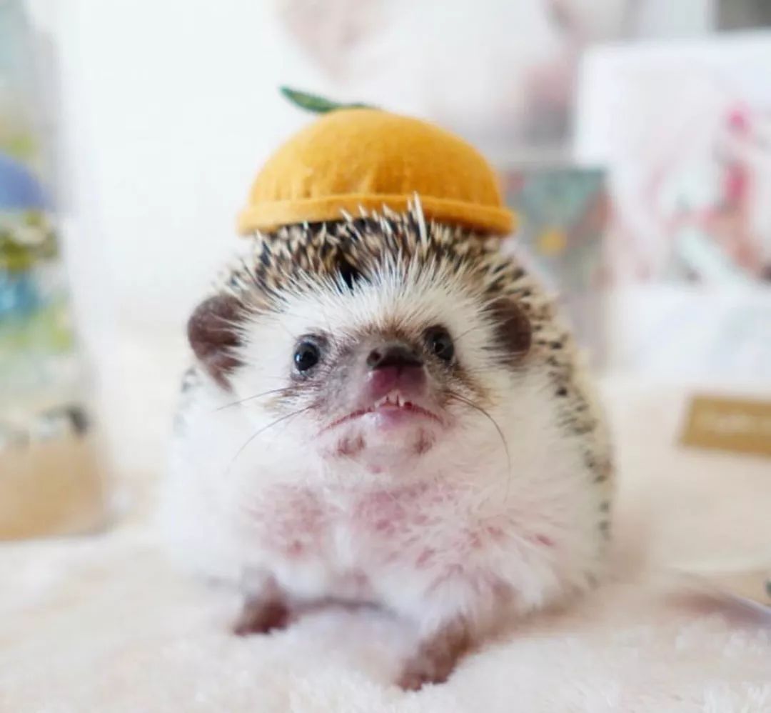 养一只戏精宠物是什么体验,养了一只小狐狸是什么体验