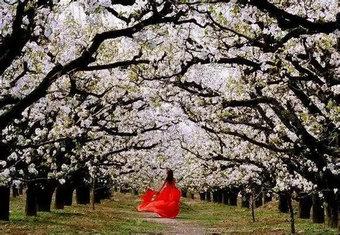 宁陵万亩梨园梨花节几号结束,宁陵梨花节是什么时间举行的