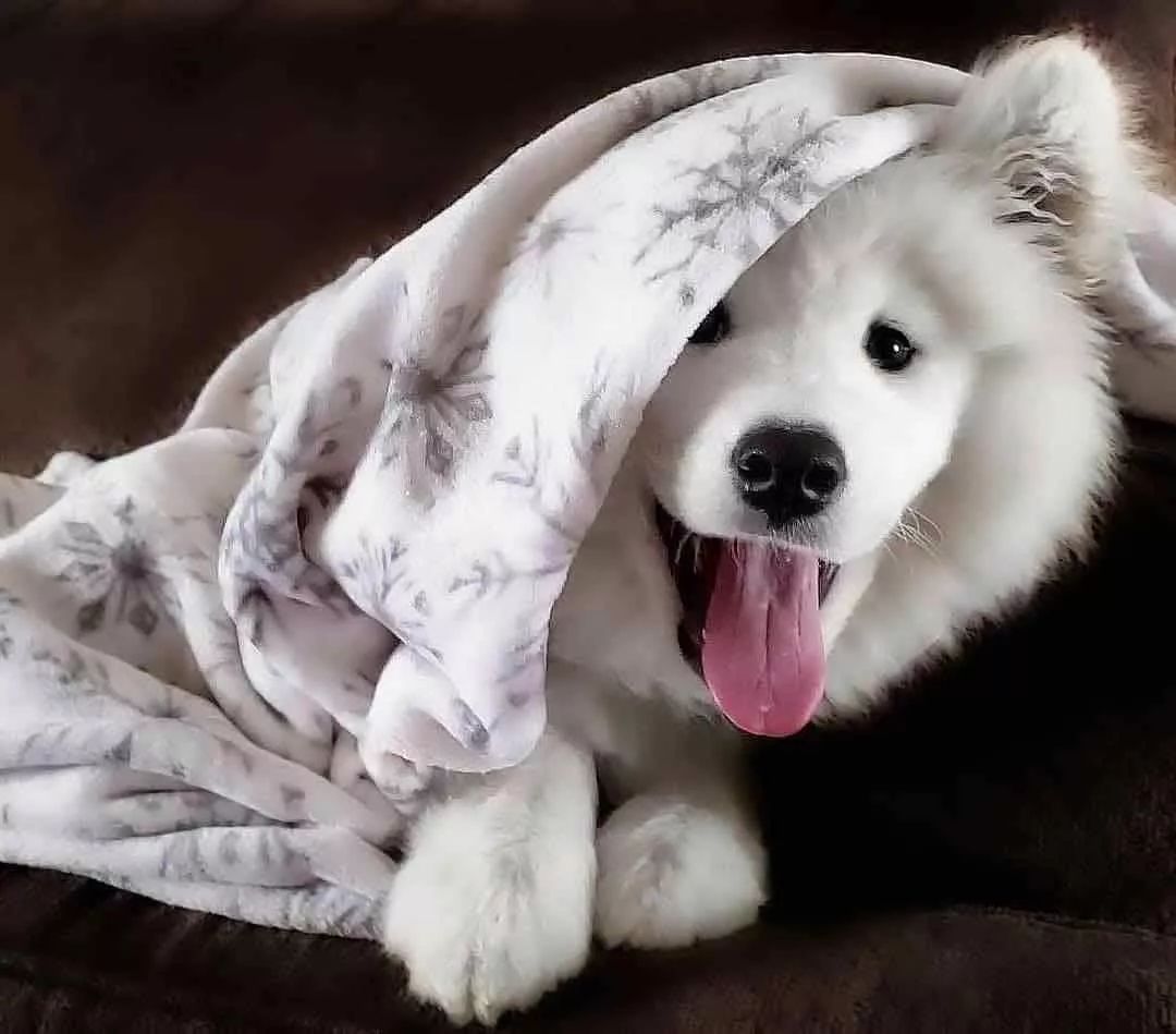 萨摩耶七个月的狗狗拉稀怎么回事,萨摩耶总是拉稀是怎么回事