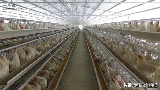 蛋鸡养殖十大要点,蛋鸡养殖知识点大全