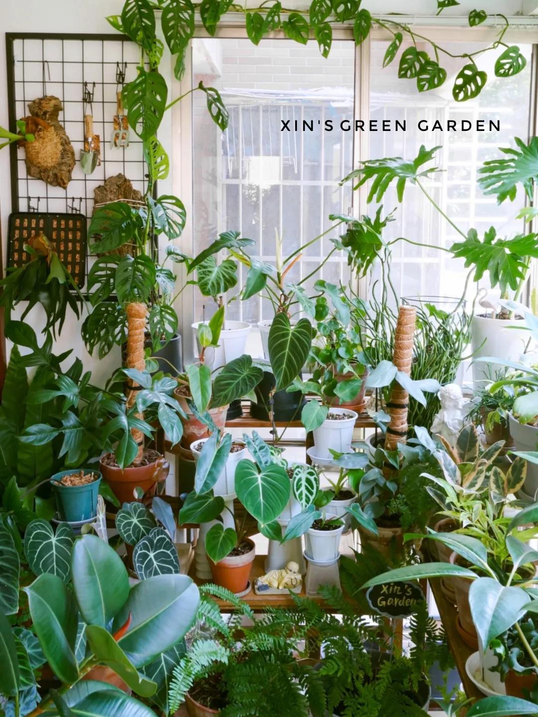 没花园怎么种花？从东北到广东，4位大神在室内种出植物园，绝美