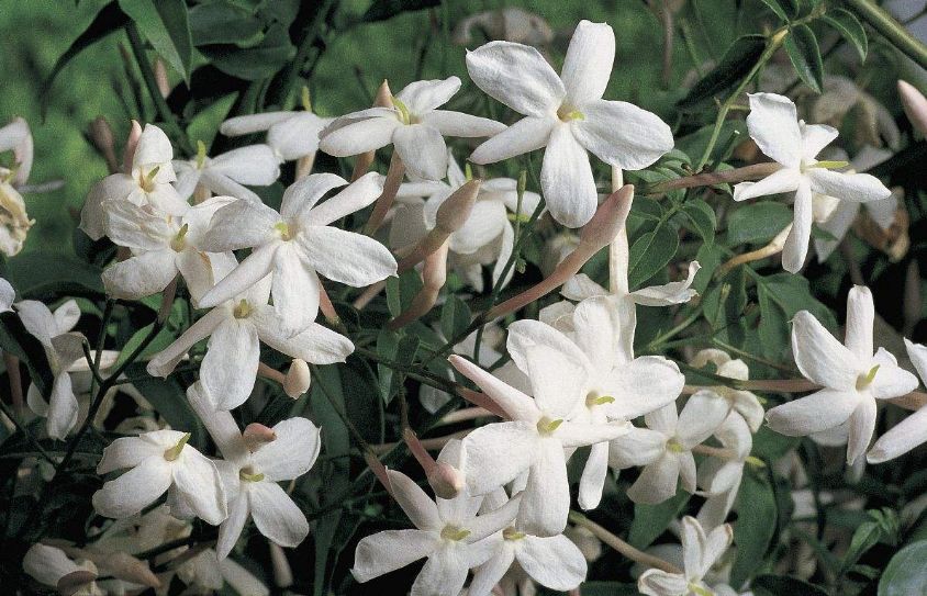 精油中的十大植物,精油品种有哪些