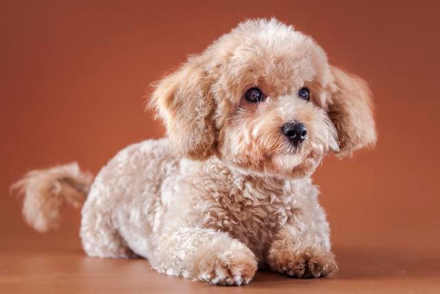 10种难养的狗狗品种,公认难养的七种狗狗品种