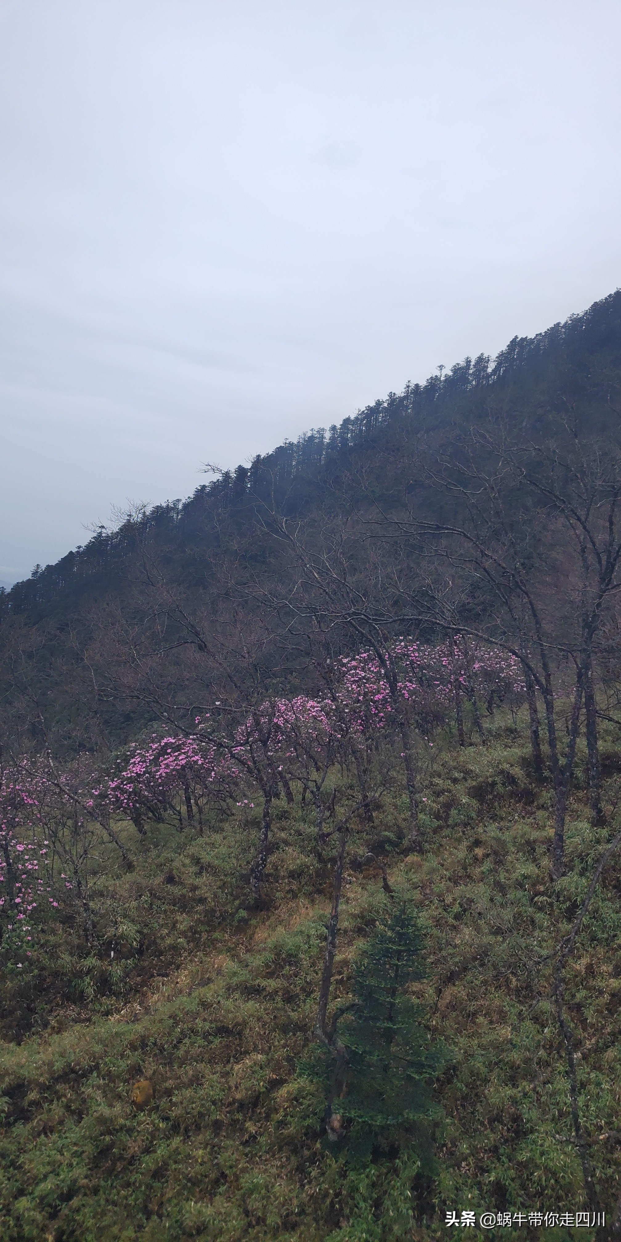 成都去西岭雪山两天一夜旅游团,成都出发雪山旅游