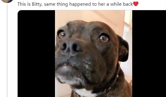 狗狗的尾巴下垂是不开心吗,狗狗尾巴尖下垂