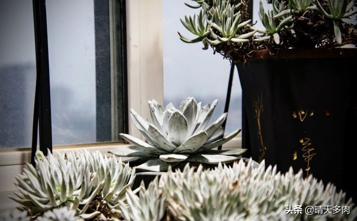 你看花如雪如霜白璧无瑕——多肉仙女杯大集合