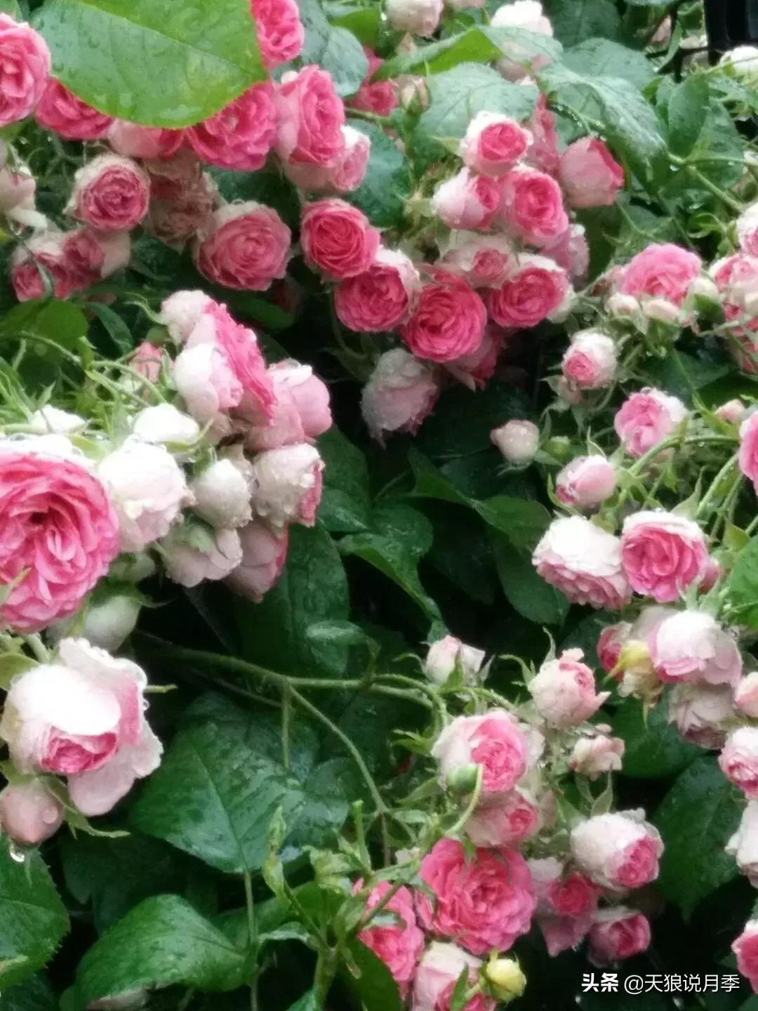 哪些月季品种抗病强,抗病性好月季有哪些