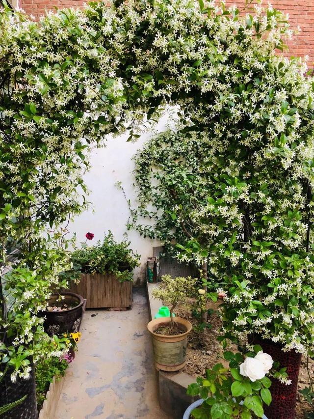 6种超有气质且唯美的爬藤花,3种极品爬藤花30天爬满庭院农村