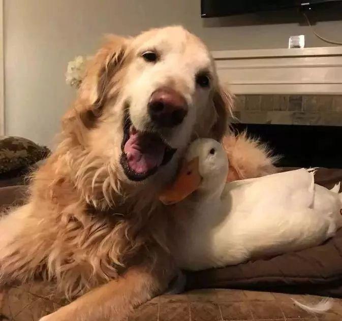 盘点那些甜甜的猫狗cp,猫狗cp高甜