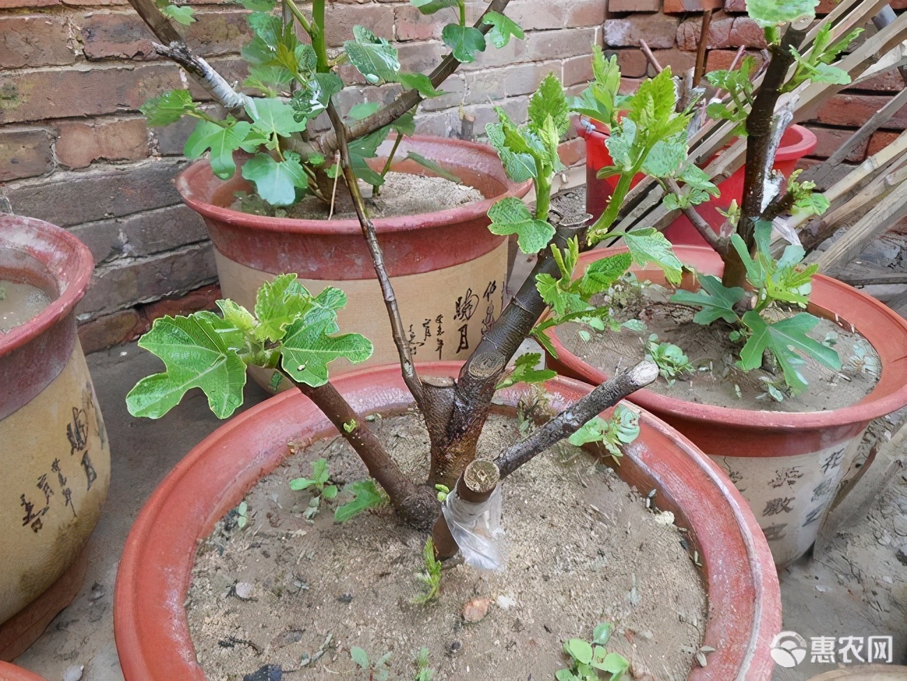 无花果能让城市家庭阳台颜值暴增,适合阳台种植的无花果树