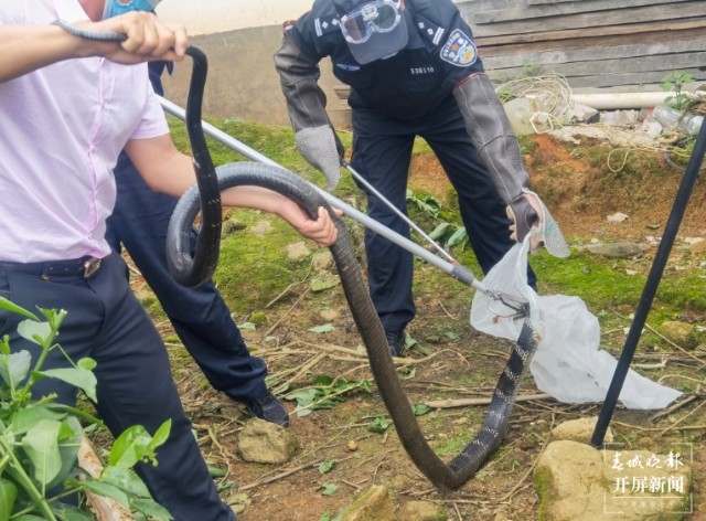 三米长的眼镜王蛇闯入家里,眼镜王蛇爬到家门口是什么征兆