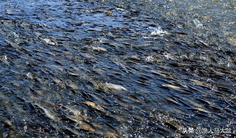 舌尖上的中国北渡鱼视频,瓦氏雅罗鱼正宗做法