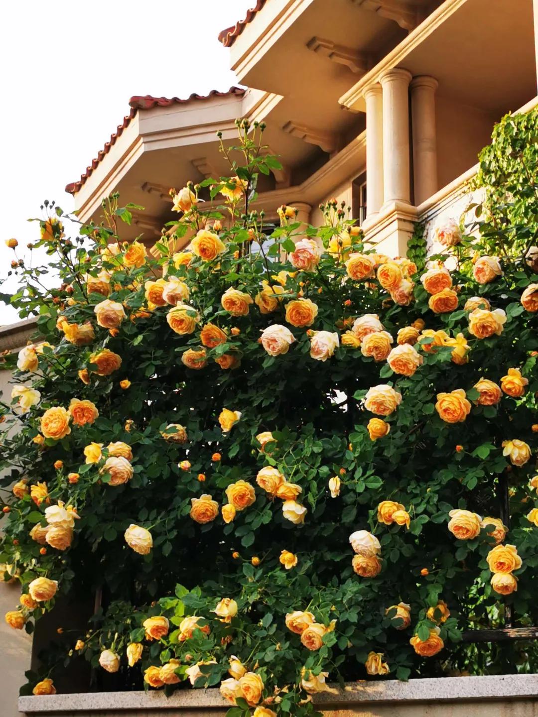 东北花园四季开花植物,北方一年四季都开花的花园