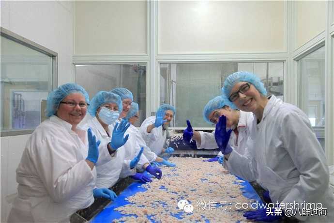 盐田生虾仁工厂,去壳北极甜虾工厂