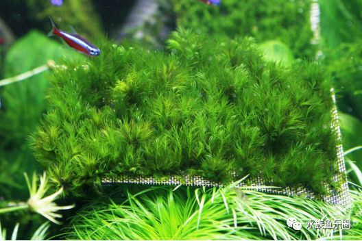 皇冠水草品种大全,亚马逊水草品种