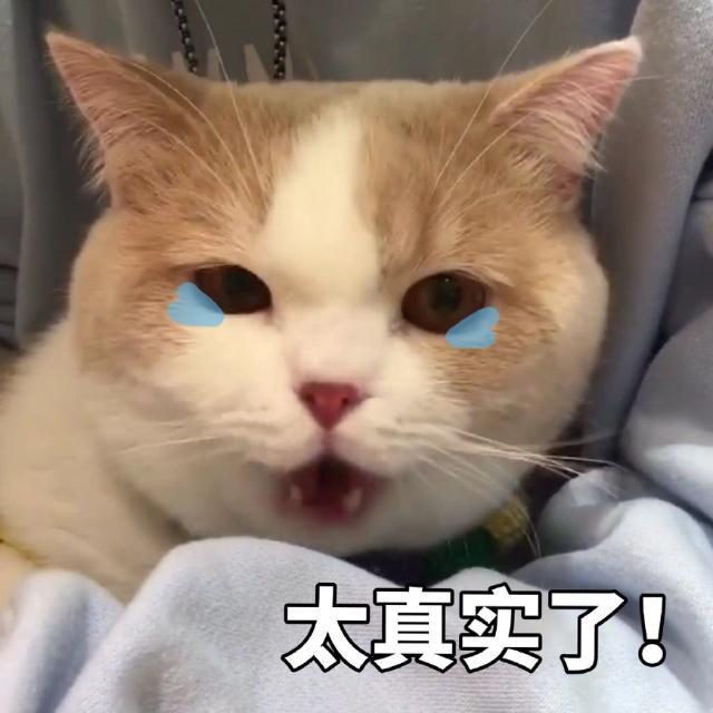 世界历史上的著名猫奴,世界三大猫奴