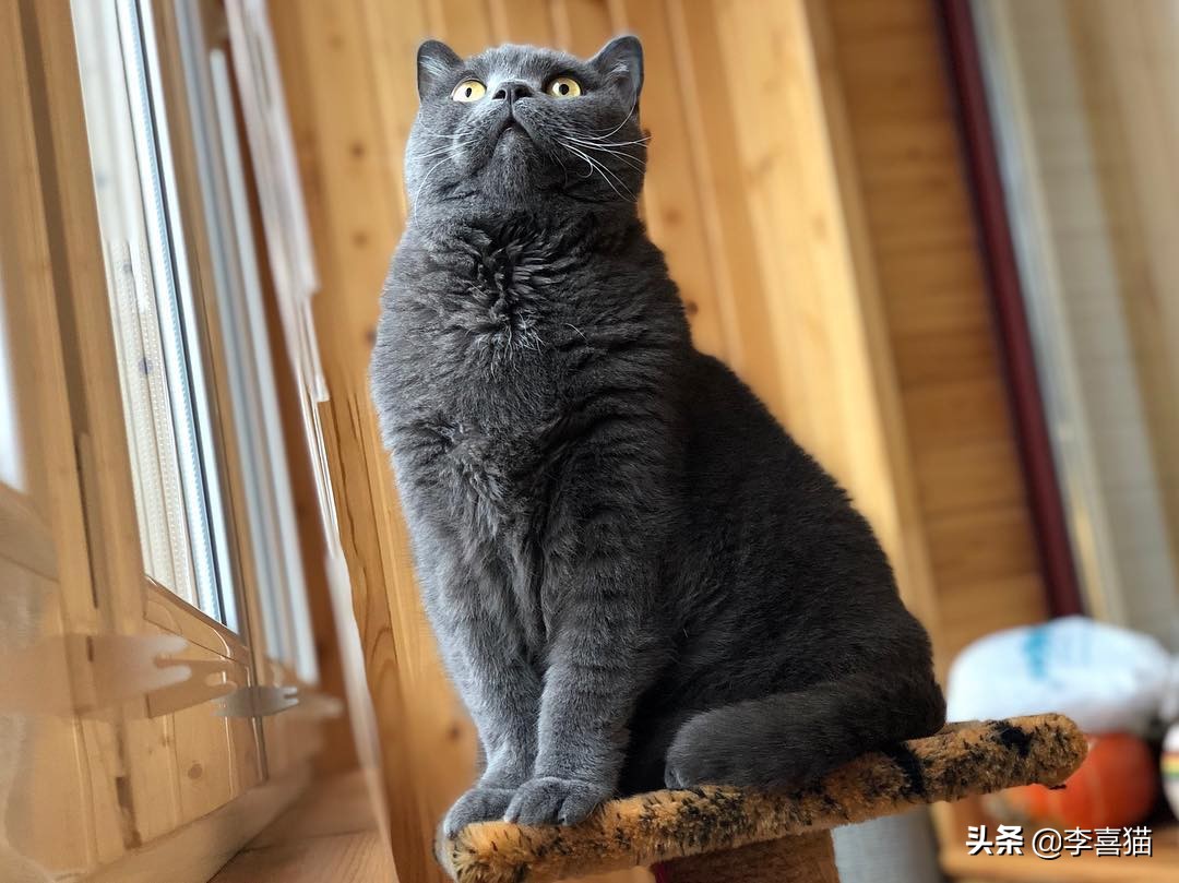 掌握12条养猫技巧铲屎官省心,怎样饲养猫咪才能使猫咪毛光滑