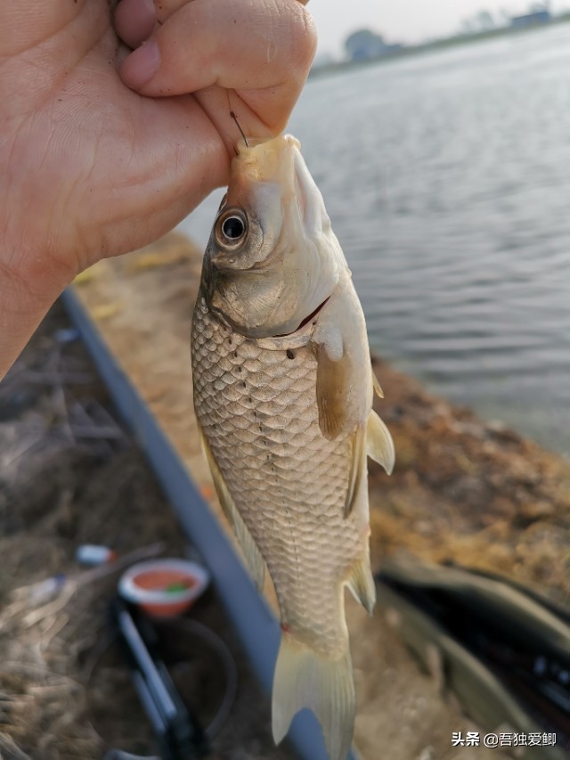 为什么大板鲫吃口很轻,大板鲫一般多少度吃口