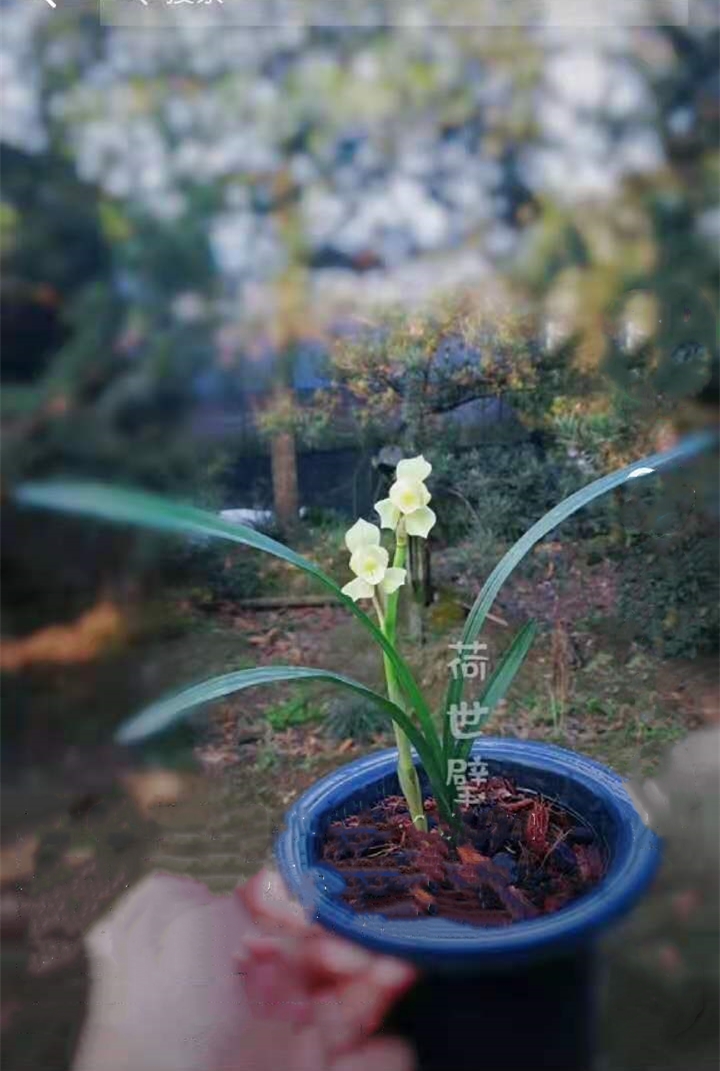 春剑多少钱一株,春剑十大品种排名多少钱一株