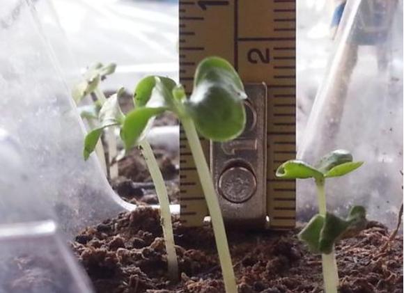 种植盆栽怎么学技术,最新种子种植攻略