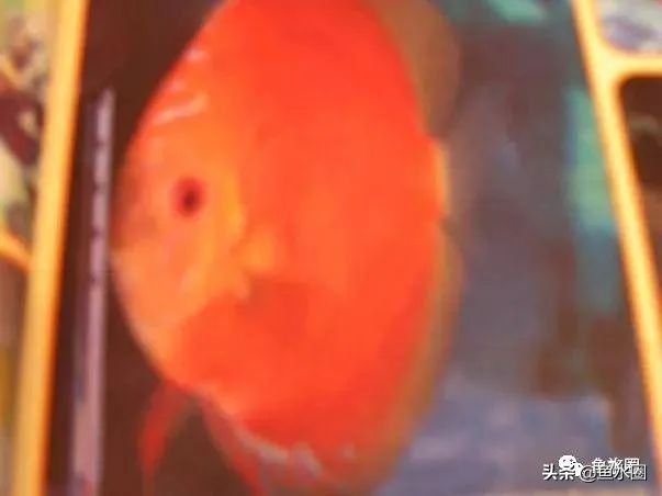 七彩神仙最好看的品种,七彩神仙多大分品种