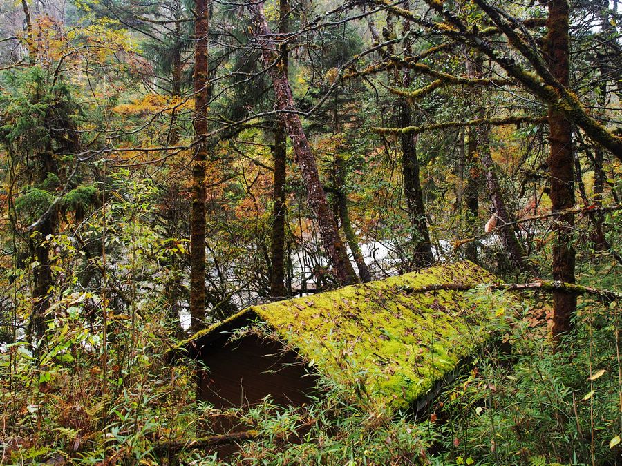 又美又神秘的风景,海螺沟的景色太美啦