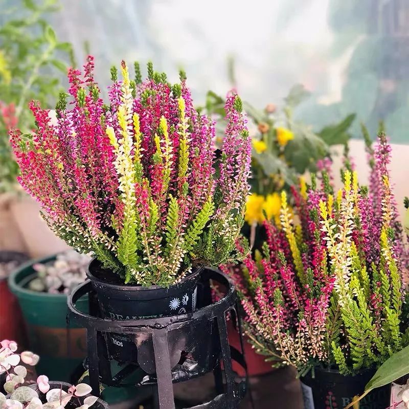 冬天一定要养的十种花,冬天养花养哪些植物好看