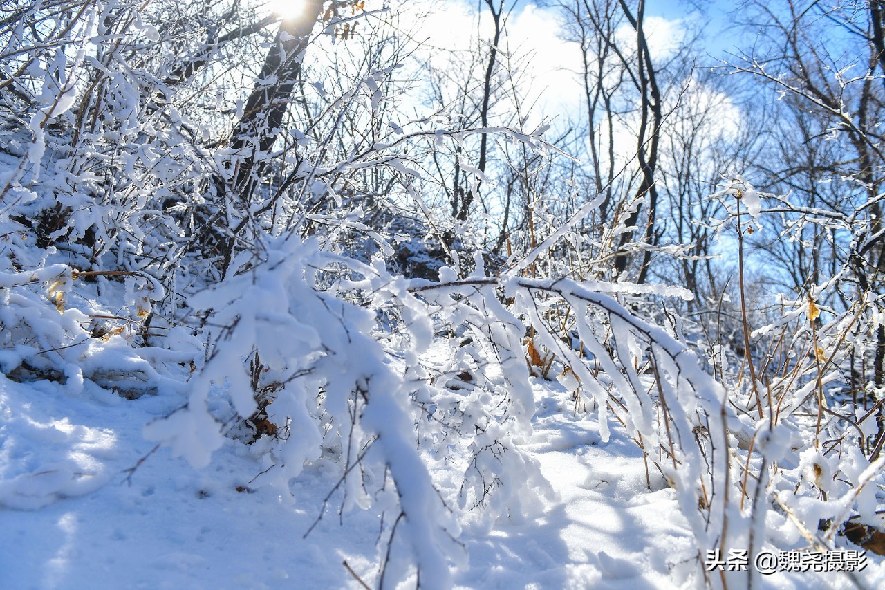 雪+雾凇+侧金盏+款冬=一次完美寻花之旅