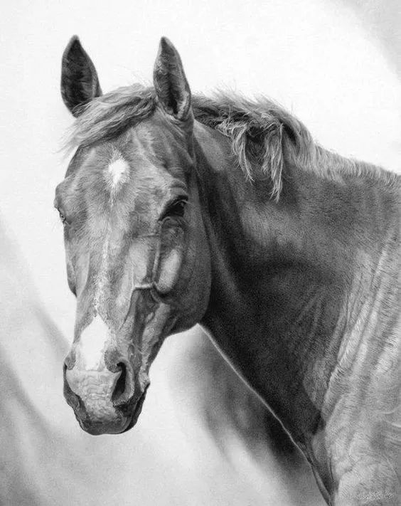 分享一套精美动物素描，值得收藏学习