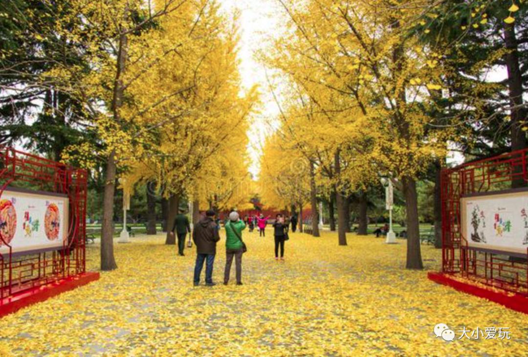 北京红螺寺银杏最佳观赏时间,北京赏银杏景区有哪些