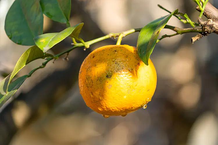 清新而优雅的香味,书香清雅入骨许你气质绝尘