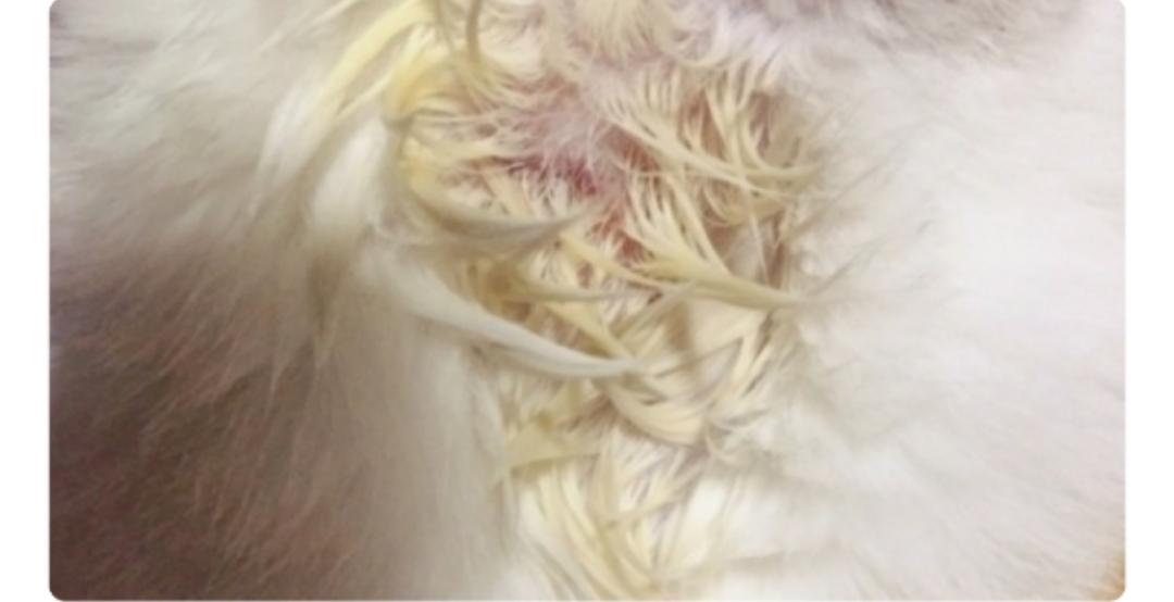 没有得猫癣的猫可以用药预防吗,人类应该吃什么维生素预防猫癣