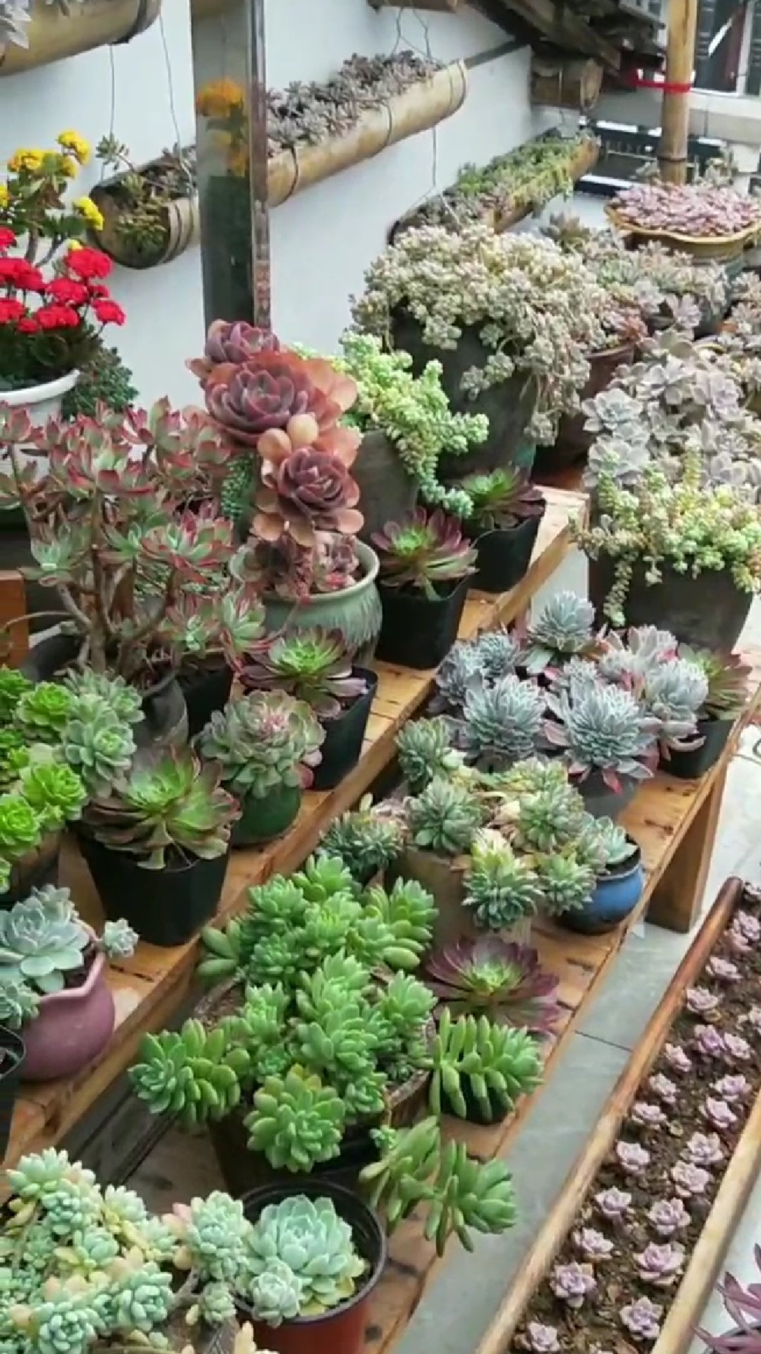 多肉徒长了之后怎么养成老桩,多肉徒长如何操作快速成老桩