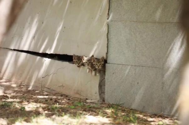 晚会喵、监考喵、楼长喵，被大学生宠爱也太幸福了吧