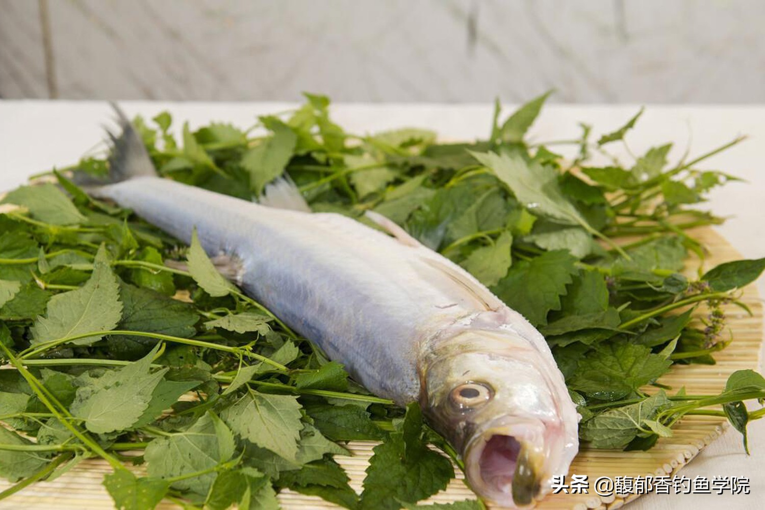 中国贡鱼,五大贡鱼有哪些