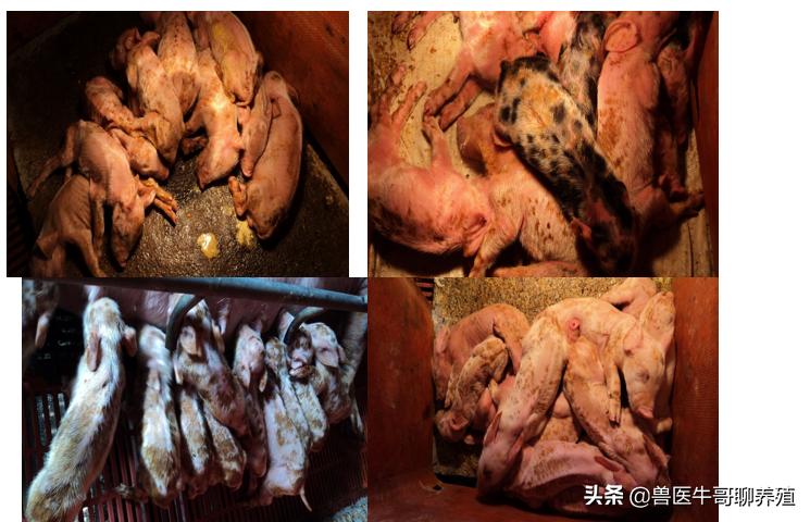 庆大霉素治疗仔猪拉稀用量是多少,断奶仔猪拉稀呕吐怎么治疗