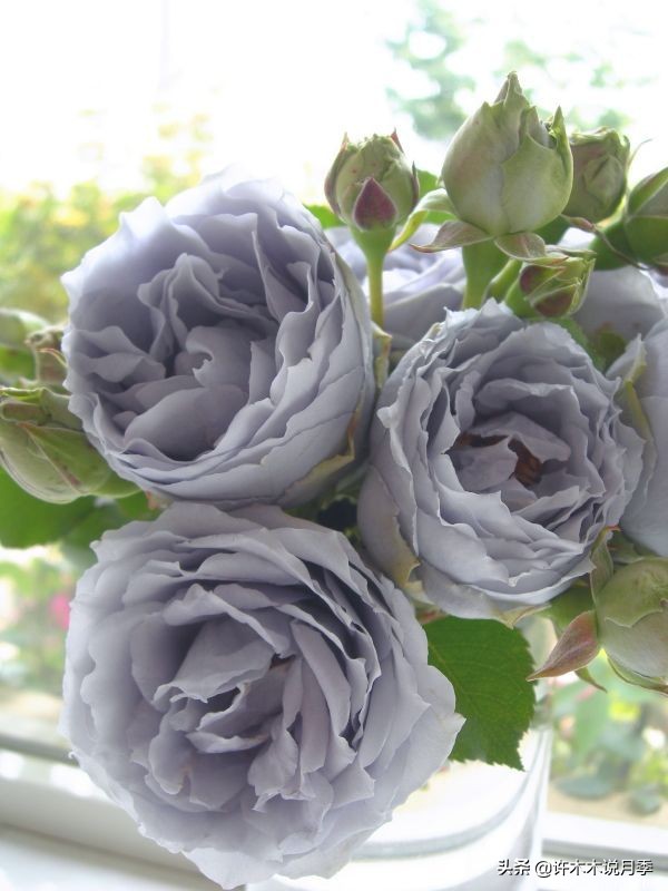 稀有月季蓝色妖姬,颜色比较稀有月季有哪些品种