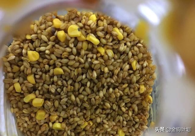 麦粒做钓饵可以钓什么鱼,制作麦粒钓饵最简单方法